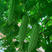 卡其加长绿宝苦瓜种子高产特大长绿疙瘩苦瓜种籽春秋