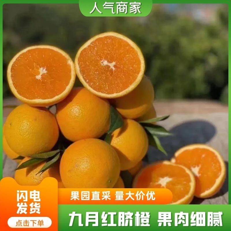 湖北秭归九月红脐橙果园直发规格齐全可代发欢迎咨询