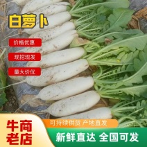 精品白萝卜自家基地种植现挖现发品质保证全国发货