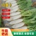精品白萝卜自家基地种植现挖现发品质保证全国发货