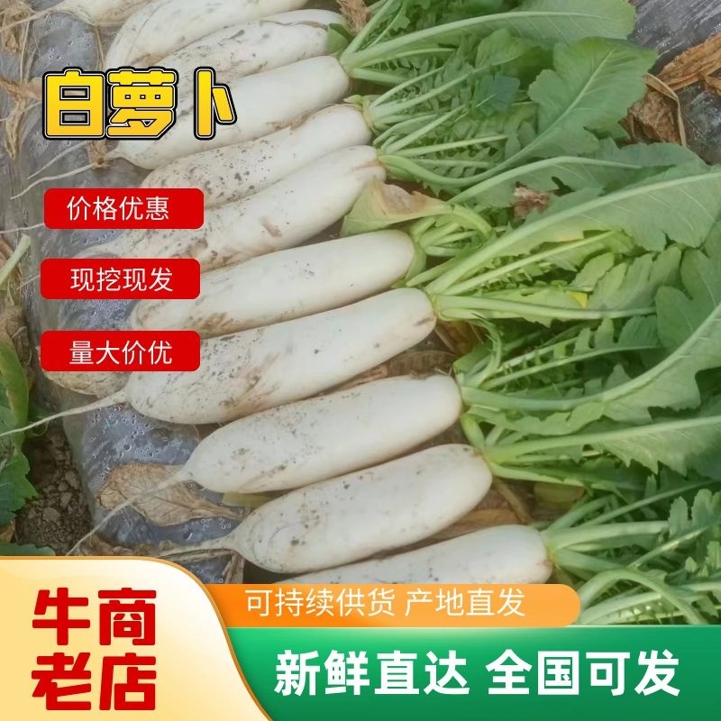 精品白萝卜自家基地种植现挖现发品质保证全国发货