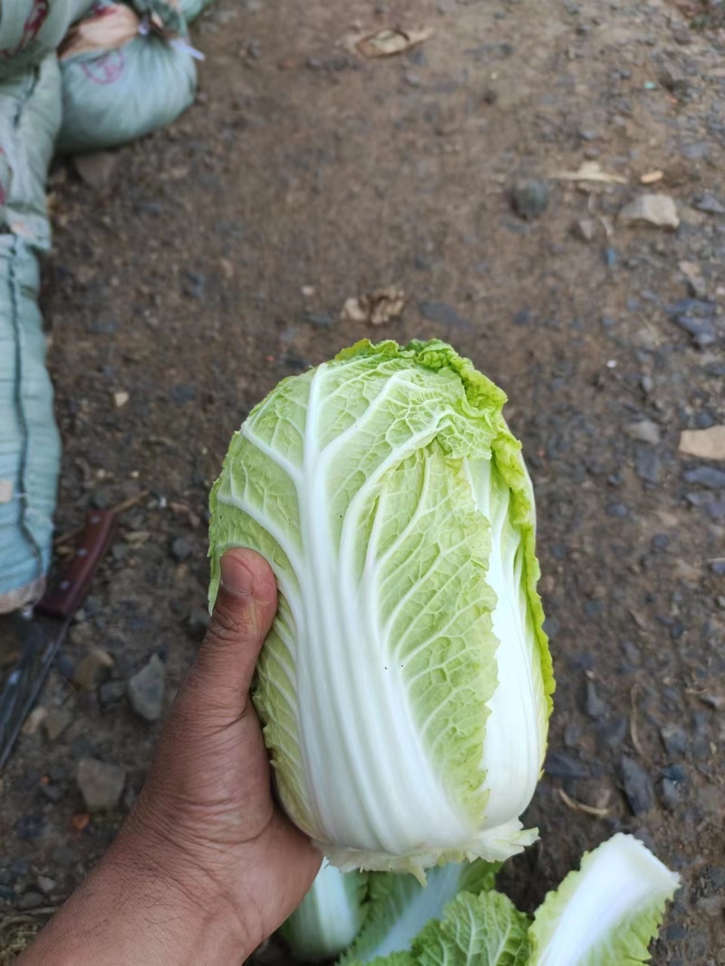 【大娃娃菜】云南玉溪产地直供质量保证货源充足欢迎订购