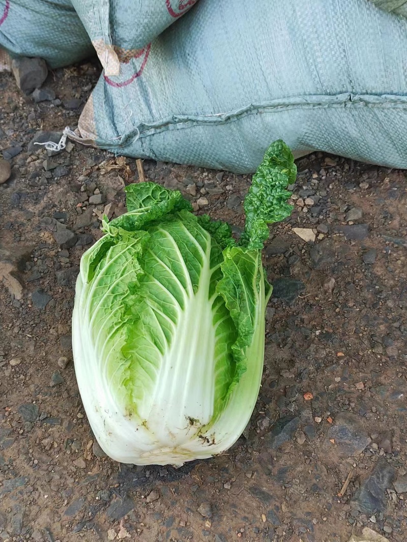【大娃娃菜】云南玉溪产地直供质量保证货源充足欢迎订购