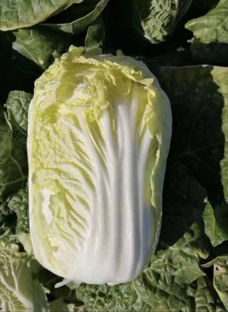 【大娃娃菜】云南玉溪产地直供质量保证货源充足欢迎订购