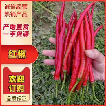 【推荐】广东红辣椒，3号/8号红线，红小米辣，品种齐全