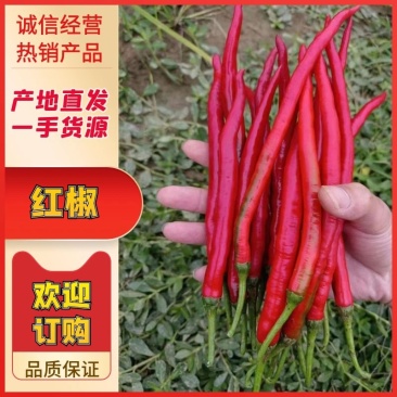 【实力推荐】广东红辣椒，3号/8号红线红小米辣，品种齐全