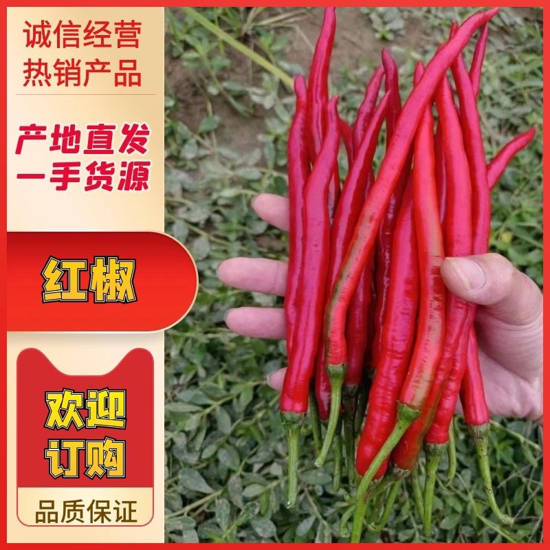 【实力推荐】广东红辣椒，3号/8号红线红小米辣，品种齐全