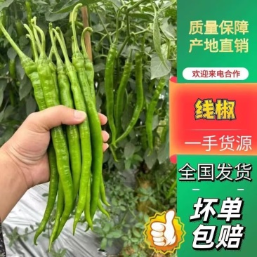 【推荐】广东精品线椒，品质保证产地发货欢迎选购