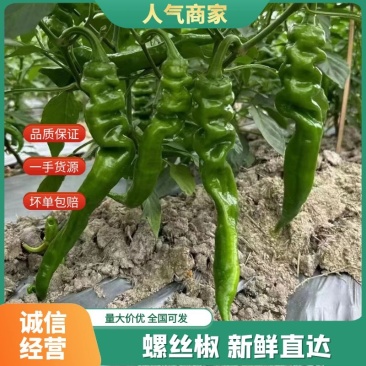 【推荐】湛江精品螺丝椒，价格真实，货源充足，欢迎选购