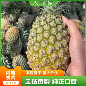 【菠萝精选】广东金钻凤梨产地一手货源代发全国市场电联