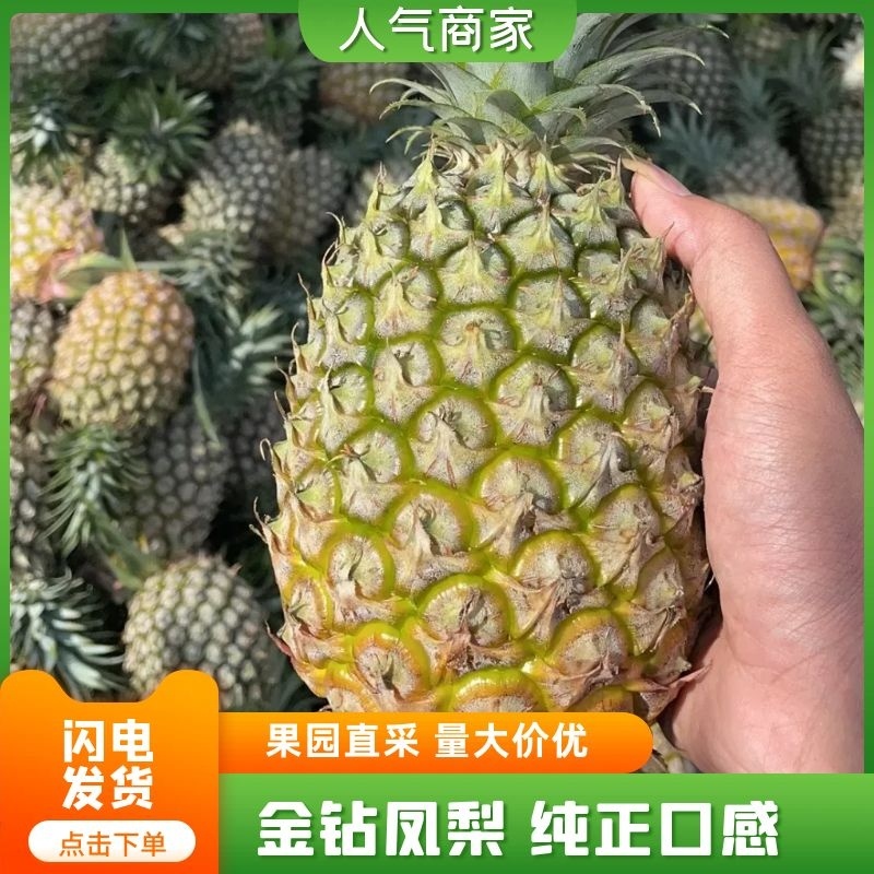 【菠萝精选】广东金钻凤梨产地一手货源代发全国市场电联