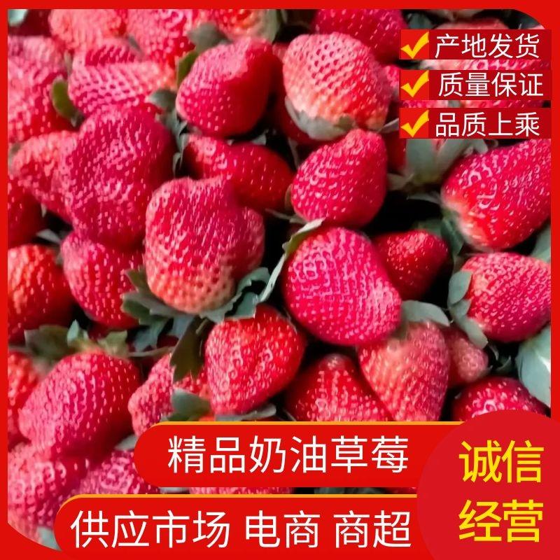 【推荐】精品奶油草莓品种齐全规格齐全对接电商商超批发