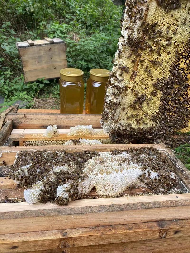 【精品土蜂蜜】广西基地直供质量保证自家养殖量大优惠