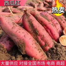 【红薯】河北西瓜红红薯大量供应可视频看货全国发货