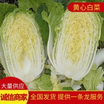 河北白菜黄心白菜大量供应可视频看货欢迎咨询