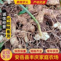 多花黄精芽头基地一手货源对接大型批发商欢迎来电咨询