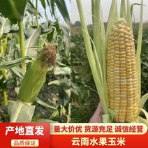 云南玉米/水果玉米/高原水果玉米/精品玉米供应各大商超市场