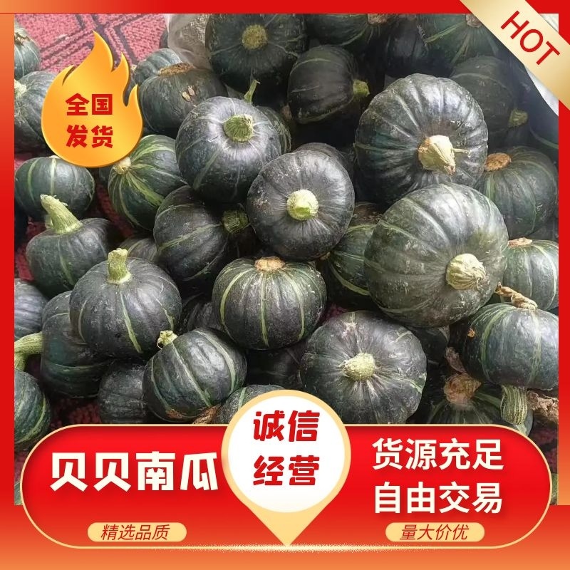 精品贝贝南瓜粉糯香甜质量保证售后保证欢迎来电