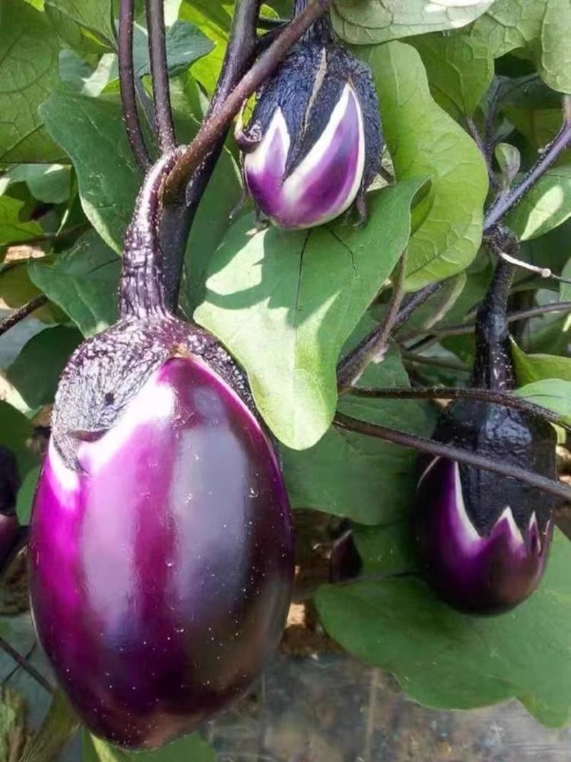 紫罐茄种子，牛心茄种子，紫黑发亮，抗病，耐运输，基地专用