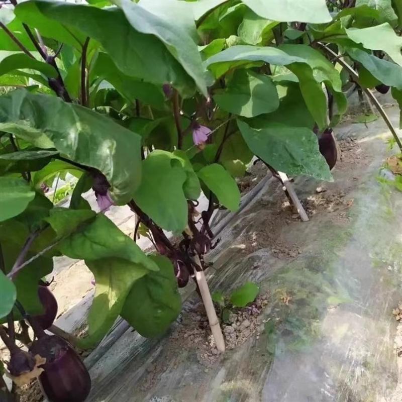 紫罐茄种子，牛心茄种子，紫黑发亮，抗病，耐运输，基地专用