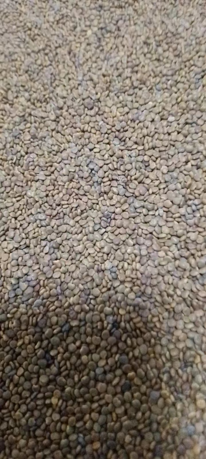 正宗沙苑子，大量有货，人工筛选，干净无杂欢迎各位来电！
