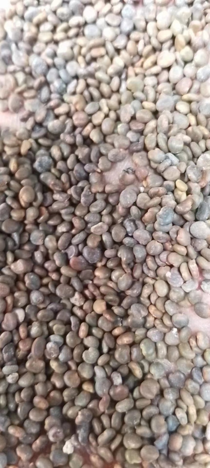 正宗沙苑子，大量有货，人工筛选，干净无杂欢迎各位来电！