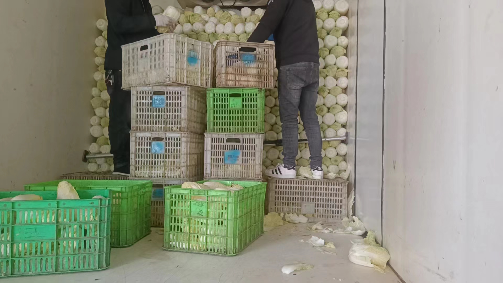 金皇后娃娃菜的冷链运输与分拣流程