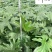 成都春羽种植基地大量出售优质春羽杯苗春羽产地批发价