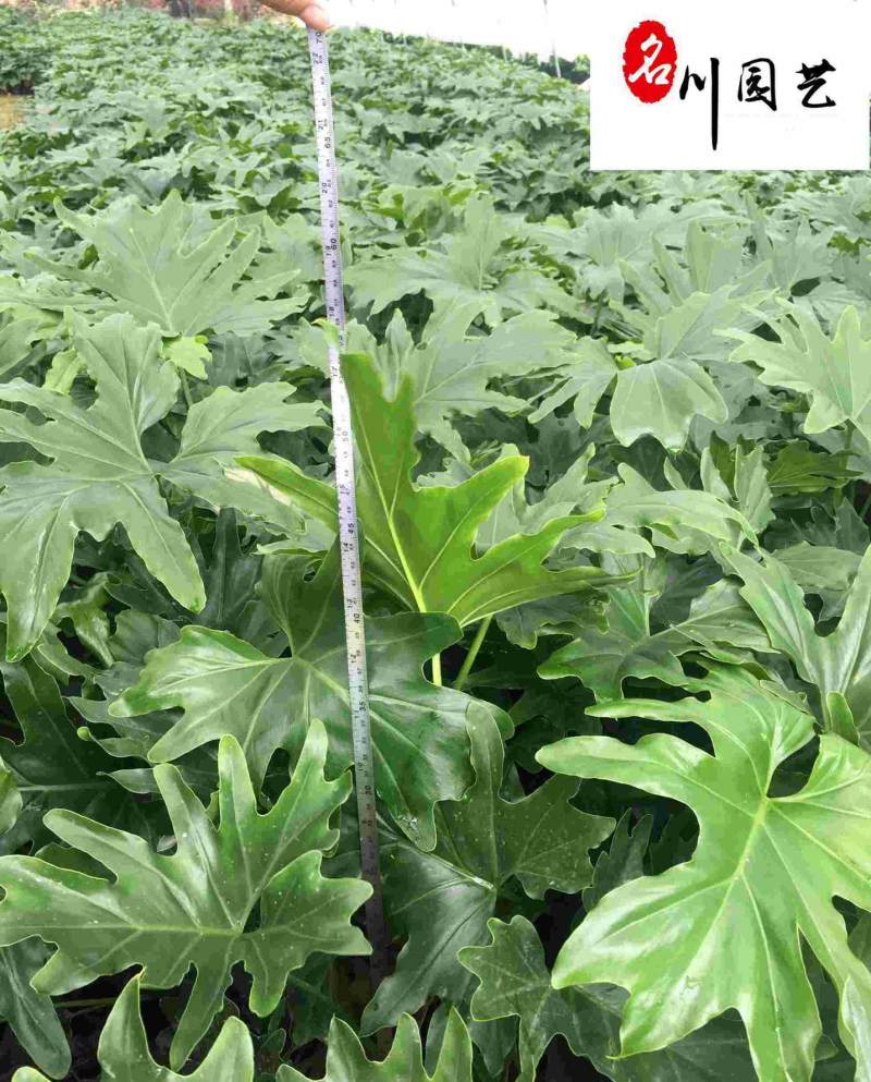 成都春羽种植基地大量出售优质春羽杯苗春羽产地批发价