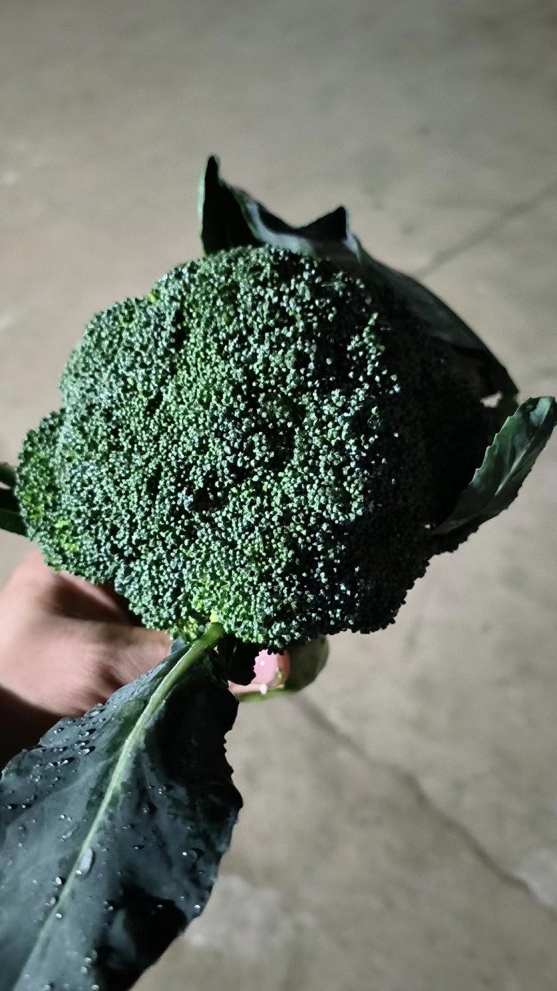 七星台镇精品西蓝花大量现货量大从优价格美丽