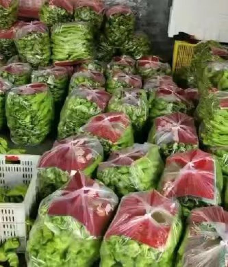 【推荐】大量供应优质尖椒产地发货对接批发商欢迎来电