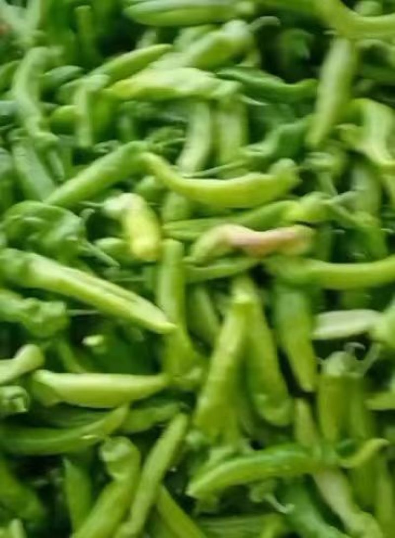 【推荐】大量供应优质尖椒产地发货对接批发商欢迎来电