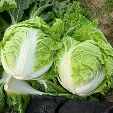 精品东京868白菜新乡小包对接电商上市量大从优