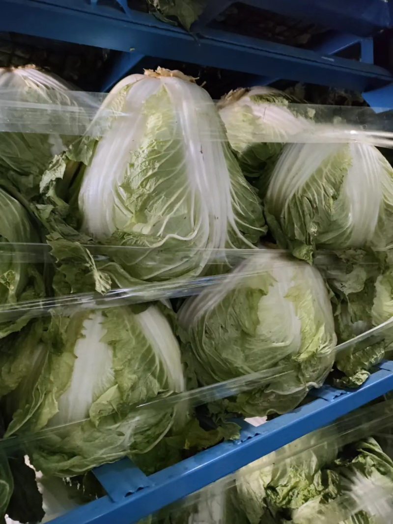 精品东京868白菜新乡小包对接电商上市量大从优