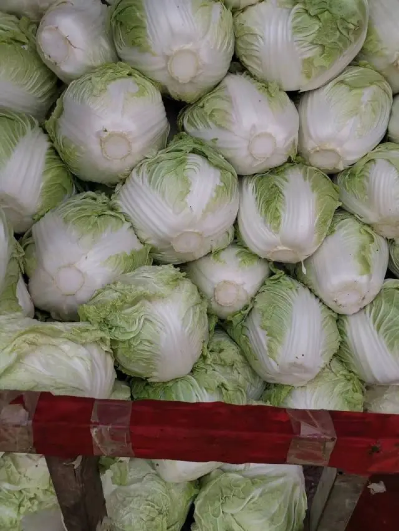 精品东京868白菜新乡小包对接电商上市量大从优