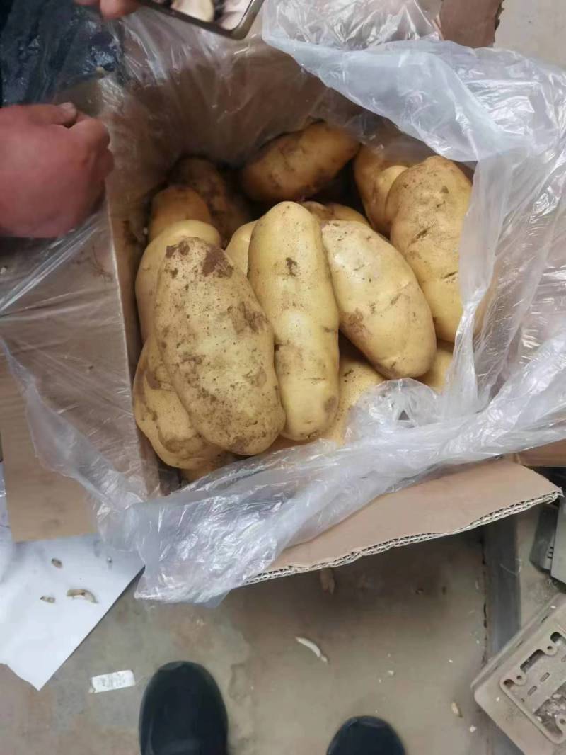山东安丘冷库土豆黄皮黄心沃土5号大量现货量大从优价格优惠