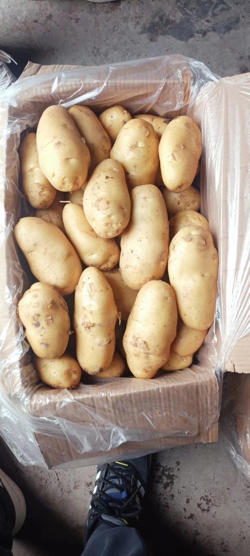 【推荐】山东土豆黄心土豆可以对接电商超市欢迎客商考察