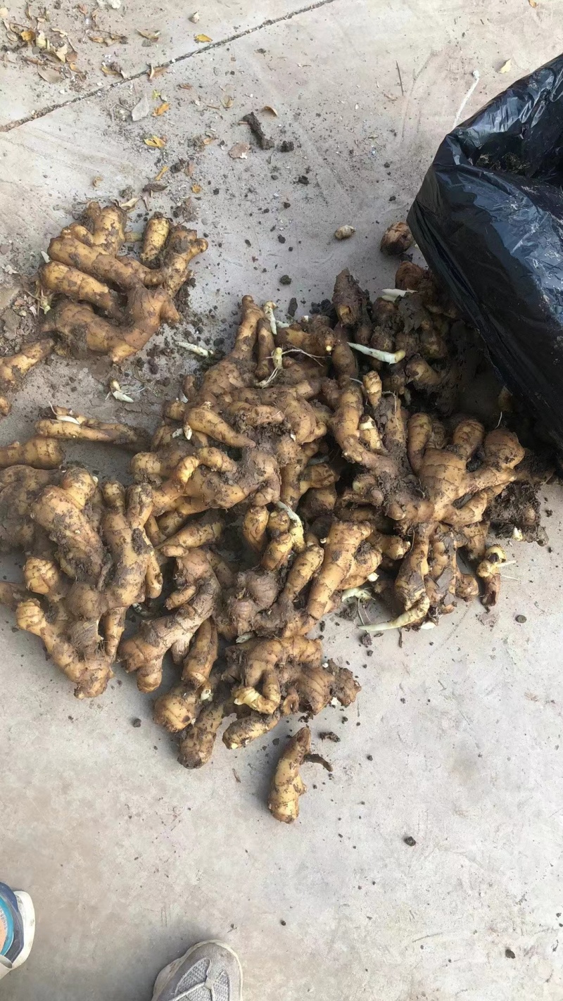 山东潍坊生姜大黄姜老姜大量现货量大从优价格优惠支持代发