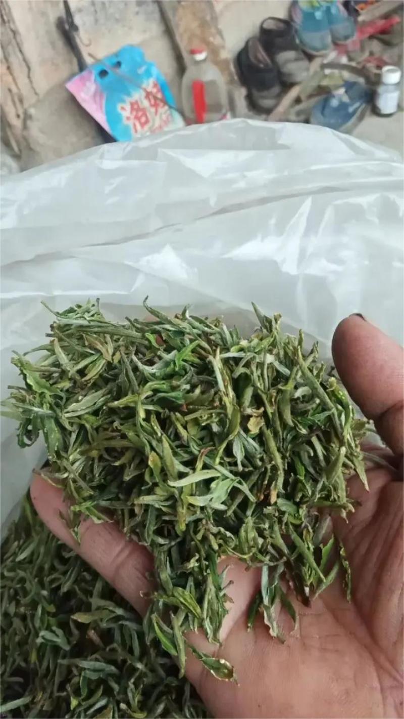 正宗优质黄山高山绿茶，大量供应，品质保证价格实惠欢迎来电