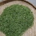 正宗优质黄山高山绿茶，大量供应，品质保证价格实惠欢迎来电