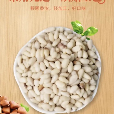 大颗粒华山果仁粒粒饱满香甜可口量大从优欢迎电话联系