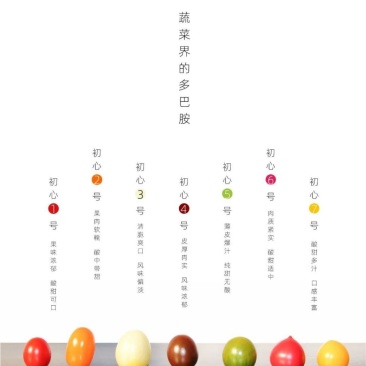 山东东营小番茄家族