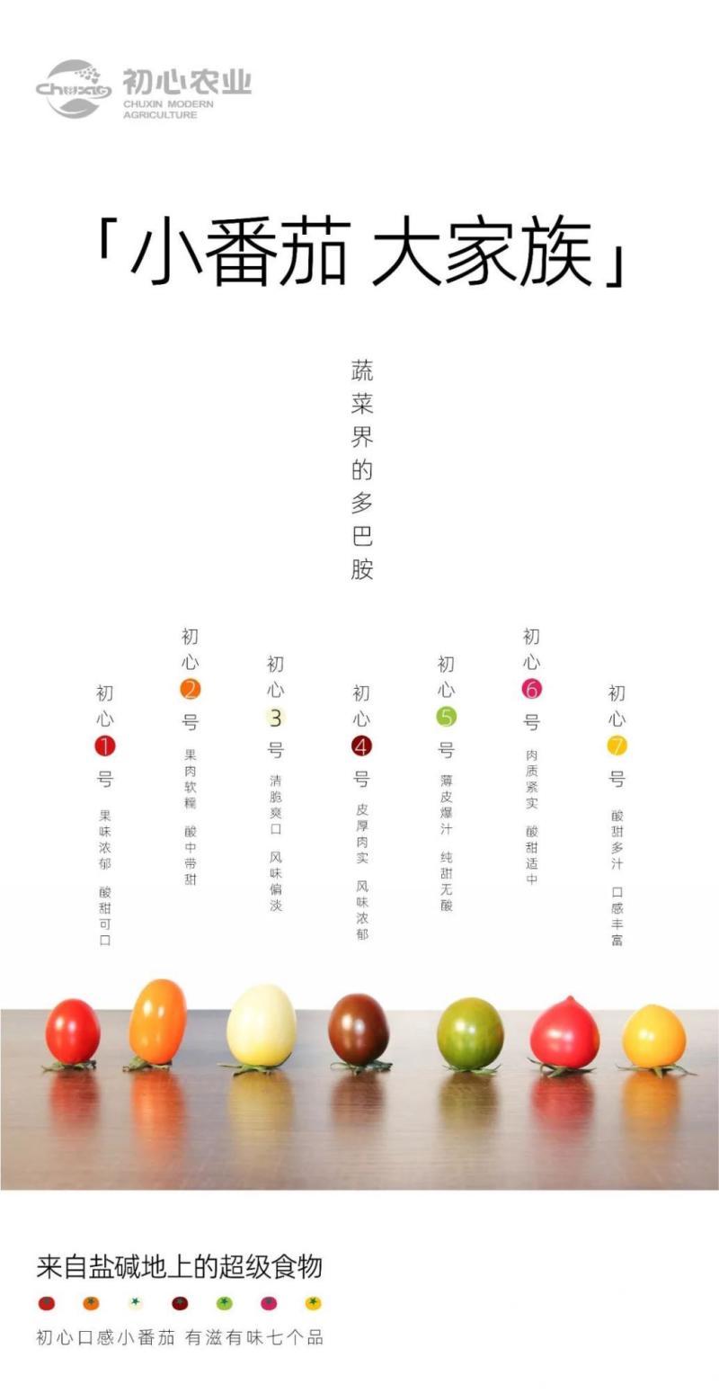 山东东营小番茄家族