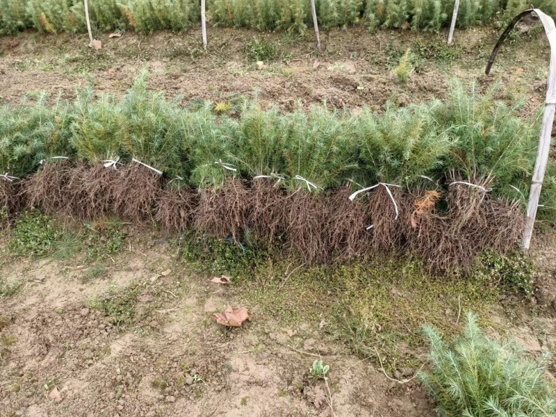雪松雪松苗基地直发品质保障1-1.8米大量有货