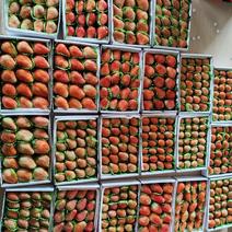 【精品草莓】云南昆明基地直供现摘现发质量上乘欢迎订购