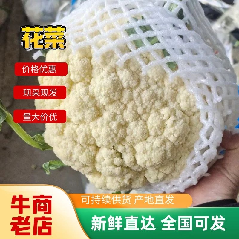 通许菜花松花菜白面青梗货源充足价格优惠专业代发协助装车