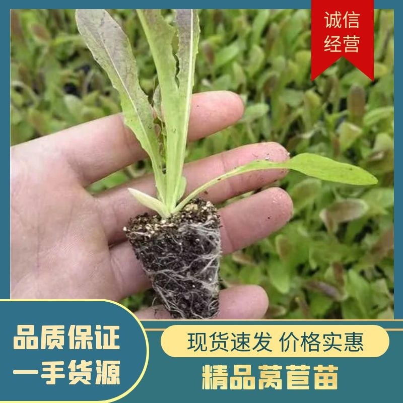 精品莴苣苗，青叶圆叶莴苣苗，红叶莴苣苗，优质莴苣苗莴笋苗