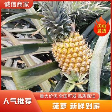 广东徐闻菠萝泰国小菠萝香水菠萝海南菠萝品种齐全