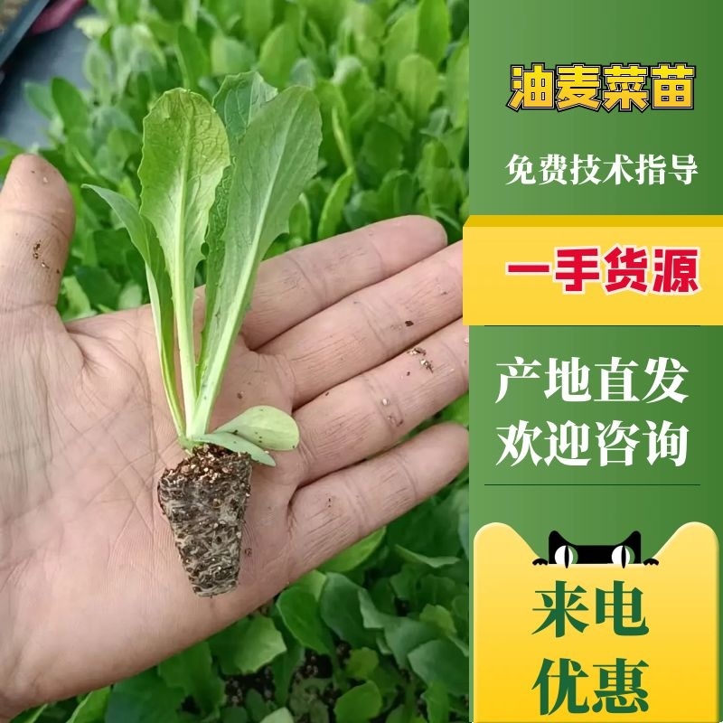 油麦菜苗，优质油麦，产量大，基地专用，商品性极高