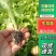 意大利生菜苗，生菜苗免费技术指导产量优价格便宜